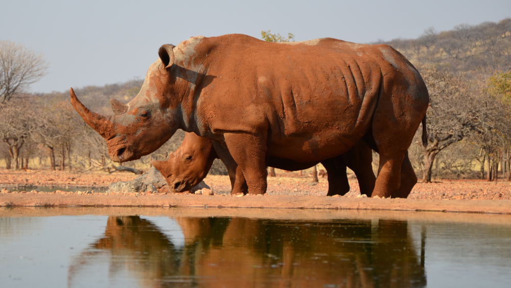 From roadblocks to rhinos: Turning on-set skills into real world security